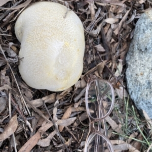 Calvatia sp. at Hackett, ACT - 5 Dec 2022 05:51 PM