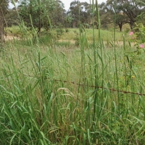 Phalaris aquatica at Yass River, NSW - 2 Dec 2022