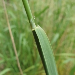 Phalaris aquatica at Yass River, NSW - 2 Dec 2022