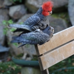 Callocephalon fimbriatum (Gang-gang Cockatoo) at Mawson, ACT - 4 Dec 2022 by Lindell