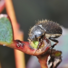 Liparetrus sp. (genus) at Mount Clear, ACT - 1 Dec 2022