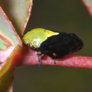 Chaetophyes compacta at Paddys River, ACT - 3 Dec 2022