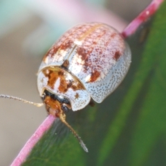 Paropsisterna m-fuscum (Eucalyptus Leaf Beetle) at Paddys River, ACT - 3 Dec 2022 by Harrisi