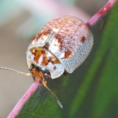 Paropsisterna m-fuscum (Eucalyptus Leaf Beetle) at Paddys River, ACT - 3 Dec 2022 by Harrisi