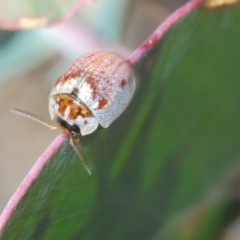 Paropsisterna m-fuscum at Paddys River, ACT - 3 Dec 2022