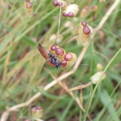 Pelecorhynchus fulvus (Orange cap-nosed fly) at Murrumbateman, NSW - 5 Dec 2022 by SimoneC