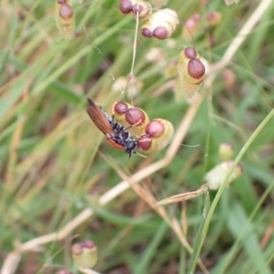 Pelecorhynchus fulvus (Orange cap-nosed fly) at Murrumbateman, NSW - 5 Dec 2022 by SimoneC