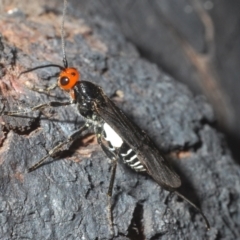 Callibracon capitator (White Flank Black Braconid Wasp) at Stromlo, ACT - 5 Dec 2022 by Harrisi
