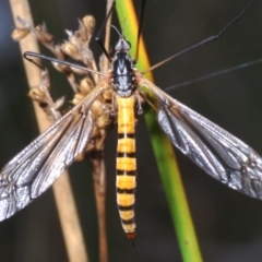 Ischnotoma (Ischnotoma) rubriventris (A crane fly) at Paddys River, ACT - 3 Dec 2022 by Harrisi