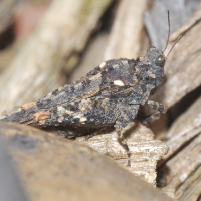 Paratettix australis (A pygmy grasshopper) at Mount Clear, ACT - 1 Dec 2022 by Harrisi