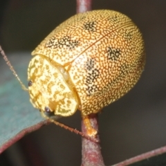 Paropsis atomaria (Eucalyptus leaf beetle) at Shannons Flat, NSW - 1 Dec 2022 by Harrisi
