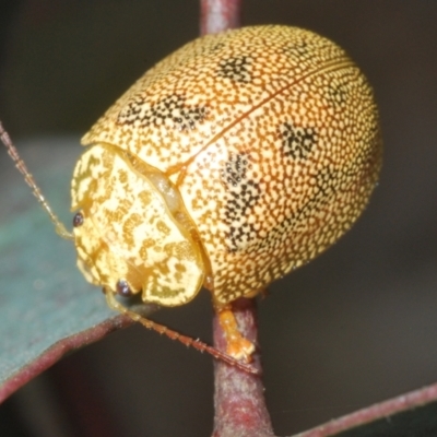 Paropsis atomaria (Eucalyptus leaf beetle) at Shannons Flat, NSW - 1 Dec 2022 by Harrisi