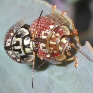 Paropsisterna decolorata at Shannons Flat, NSW - 1 Dec 2022