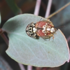 Paropsisterna decolorata at Shannons Flat, NSW - 1 Dec 2022