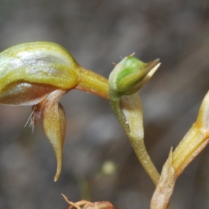 Oligochaetochilus aciculiformis at Paddys River, ACT - suppressed