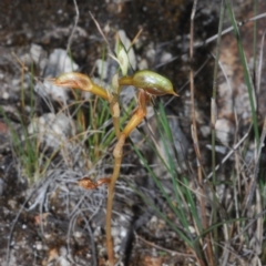 Oligochaetochilus aciculiformis at Paddys River, ACT - 3 Dec 2022