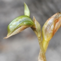 Oligochaetochilus aciculiformis at Paddys River, ACT - suppressed