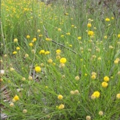 Calotis lappulacea (Yellow Burr Daisy) at Red Hill, ACT - 16 Oct 2010 by ACT_CPR