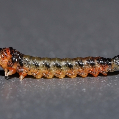Pterygophorus sp. (genus) (Long-tailed Sawfly) at  - suppressed by TimL