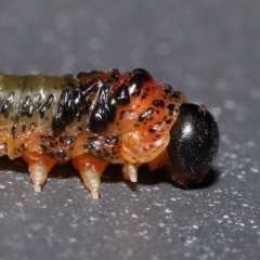 Rainbowia sp. (genus) at Wellington Point, QLD - 29 Nov 2022 by TimL