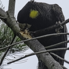 Zanda funerea (Yellow-tailed Black-Cockatoo) at Higgins, ACT - 5 Dec 2022 by Jillw