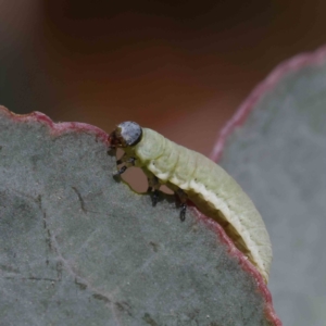 Paropsisterna sp. (genus) at O'Connor, ACT - 4 Dec 2022