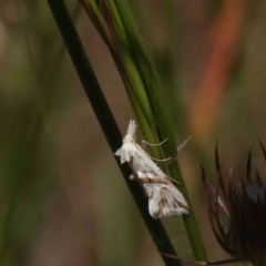 Heliocosma argyroleuca (A tortrix or leafroller moth) at O'Connor, ACT - 3 Dec 2022 by ConBoekel
