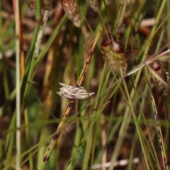 Tortricopsis aulacois (A Concealer moth) at O'Connor, ACT - 3 Dec 2022 by ConBoekel