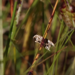 Tortricopsis aulacois at O'Connor, ACT - 4 Dec 2022