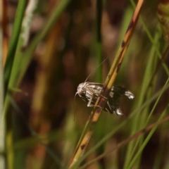 Tortricopsis aulacois at O'Connor, ACT - 4 Dec 2022 10:46 AM