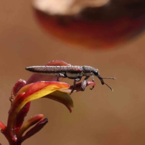 Rhinotia phoenicoptera at O'Connor, ACT - 4 Dec 2022 10:54 AM