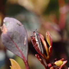 Rhinotia phoenicoptera at O'Connor, ACT - 4 Dec 2022