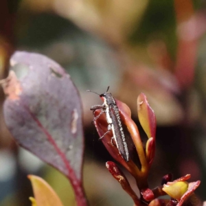 Rhinotia phoenicoptera at O'Connor, ACT - 4 Dec 2022