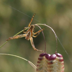 Plebs bradleyi (Enamelled spider) at O'Connor, ACT - 3 Dec 2022 by ConBoekel