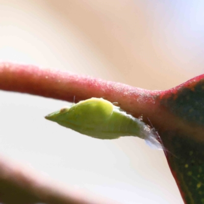 Philagra sp. (genus) (A spittlebug) at O'Connor, ACT - 4 Dec 2022 by ConBoekel