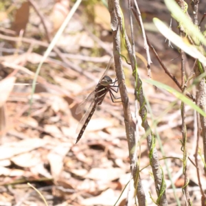 Adversaeschna brevistyla at O'Connor, ACT - 5 Dec 2022 11:12 AM