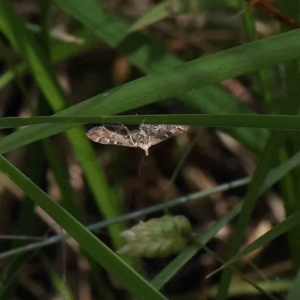 Nacoleia rhoeoalis at O'Connor, ACT - 5 Dec 2022 11:03 AM