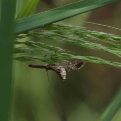 Nacoleia rhoeoalis at O'Connor, ACT - 5 Dec 2022