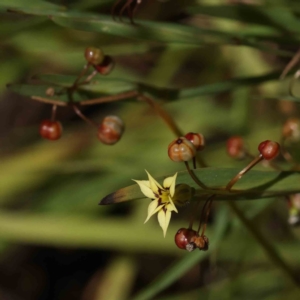 Sisyrinchium micranthum at O'Connor, ACT - 5 Dec 2022