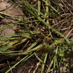 Sisyrinchium micranthum at O'Connor, ACT - 5 Dec 2022 11:32 AM