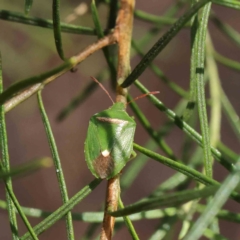 Ocirrhoe unimaculata (Green Stink Bug) at O'Connor, ACT - 5 Dec 2022 by ConBoekel