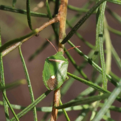 Ocirrhoe unimaculata (Green Stink Bug) at O'Connor, ACT - 4 Dec 2022 by ConBoekel