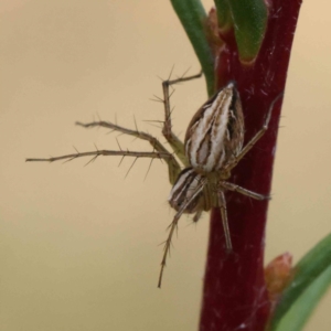 Oxyopes sp. (genus) at O'Connor, ACT - 5 Dec 2022 10:04 AM