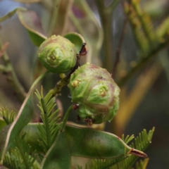 Unidentified gall of Acacia sp. - 1 Jan 1900 by ConBoekel