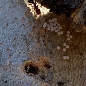 Acrodipsas myrmecophila at suppressed - suppressed