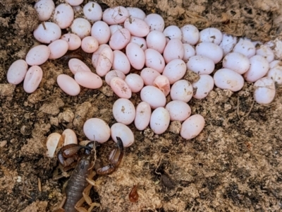 Urodacus manicatus (Black Rock Scorpion) at Paddys River, ACT - 6 Dec 2022 by HelenCross