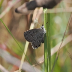 Acrodipsas myrmecophila at suppressed - 3 Dec 2022