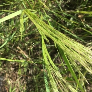 Lachnagrostis filiformis at Hall, ACT - 6 Dec 2022