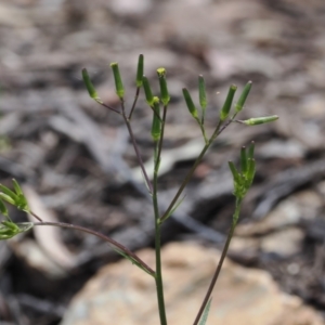 Senecio prenanthoides at Cotter River, ACT - 30 Nov 2022