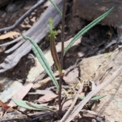 Senecio prenanthoides at Cotter River, ACT - 30 Nov 2022 01:28 PM